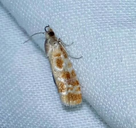 Rhyacionia buoliana  - Thomas Lux