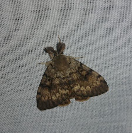 Bombyx disparate 
