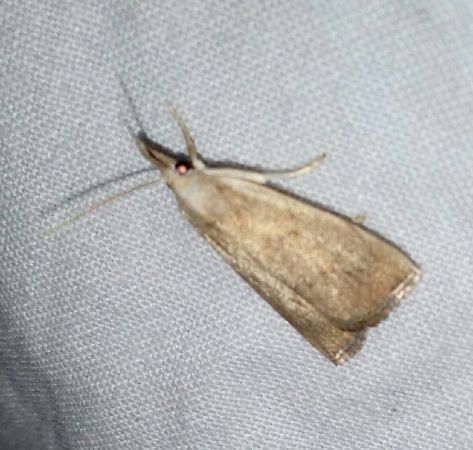 Calamotropha paludella  - Thomas Lux