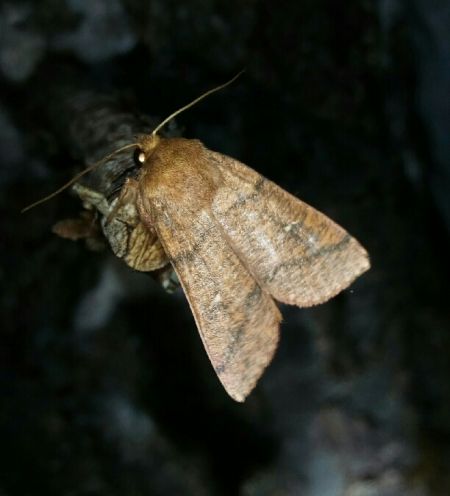 Mythimna turca  - Thomas Lux