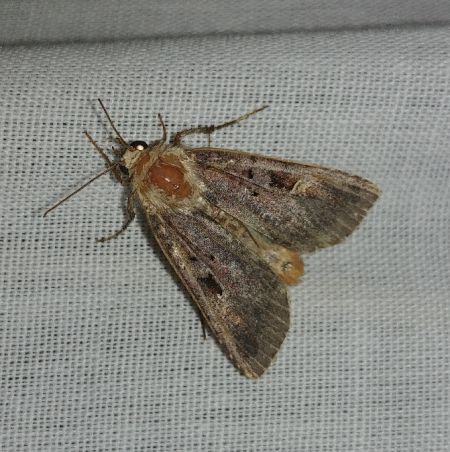 Diarsia brunnea 