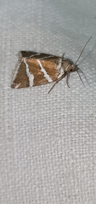 Deltote bankiana  - Melchior Viallet