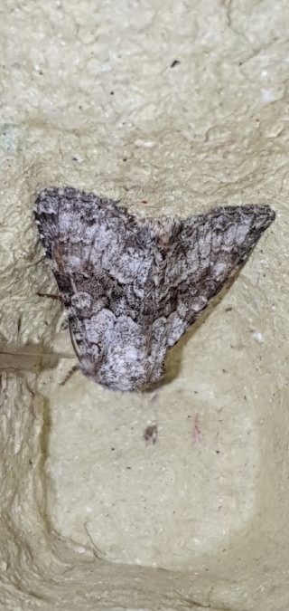 Hecatera bicolorata  - Melchior Viallet