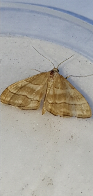 Idaea circuitaria  - Melchior Viallet