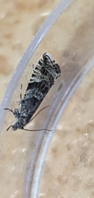 Aterpia anderreggana  - Melchior Viallet