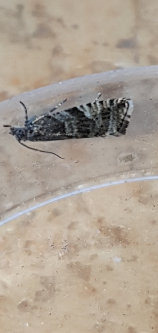 Aterpia anderreggana  - Melchior Viallet