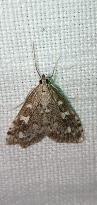 Udea olivalis  - Melchior Viallet