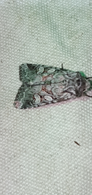 Lasionycta proxima  - Melchior Viallet