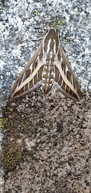 Sphinx livournien  - Melchior Viallet