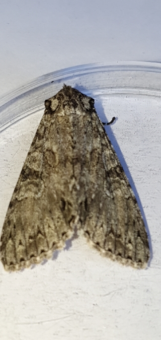 Polia nebulosa  - Melchior Viallet