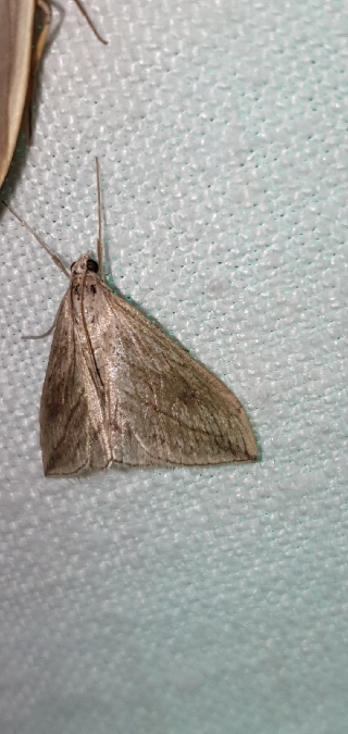 Evergestis forficalis  - Melchior Viallet