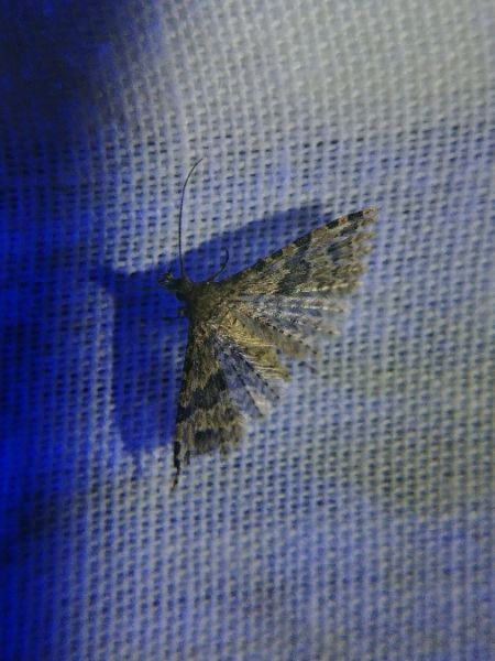 Alucita sp. 