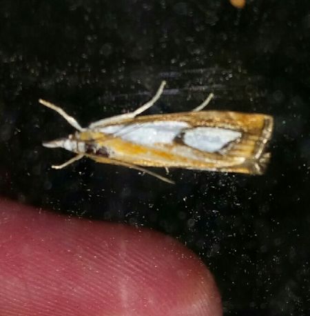 Catoptria pinella  - Thomas Lux