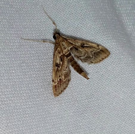 Duponchelia fovealis  - Thomas Lux