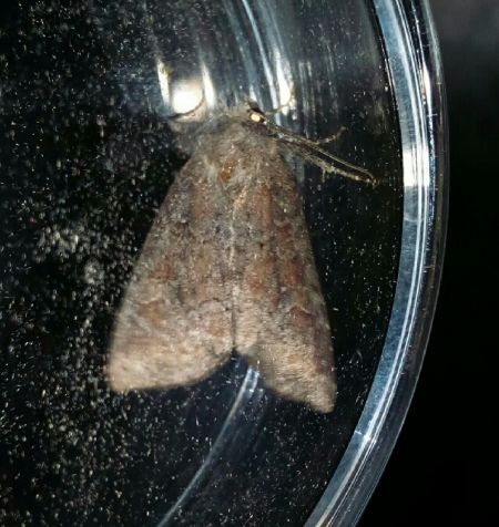 Parastichtis suspecta  - Thomas Lux