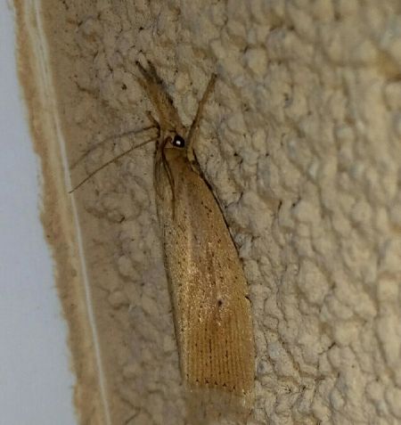 Chilo phragmitella  - Thomas Lux