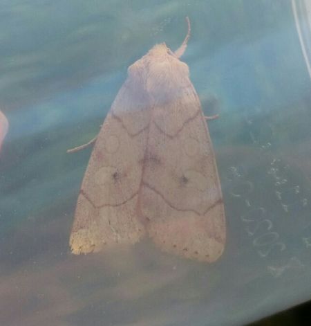 Enargia paleacea  - Thomas Lux