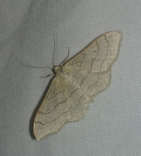 Idaea straminata 