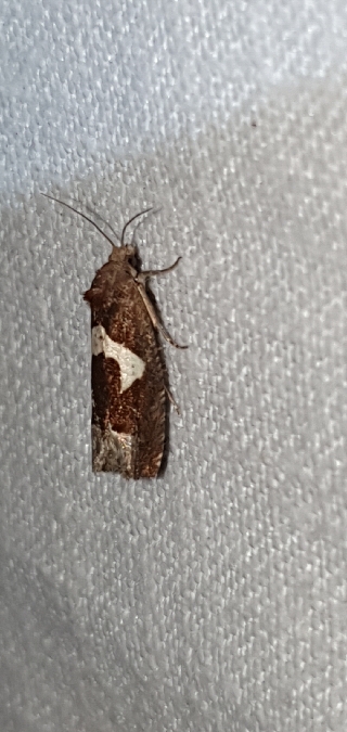 Epiblema foenella  - Melchior Viallet