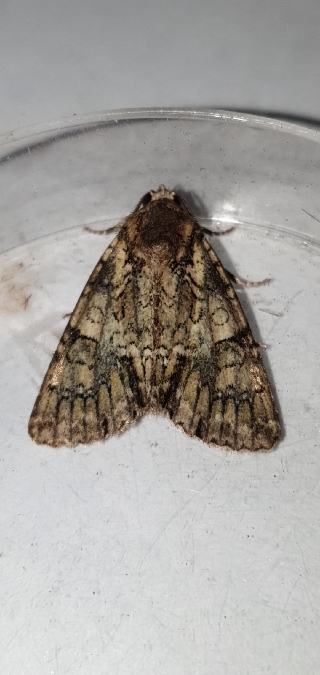 Polyphaenis sericata  - Melchior Viallet