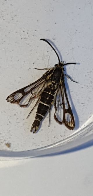Chamaesphecia bibioniformis  - Melchior Viallet