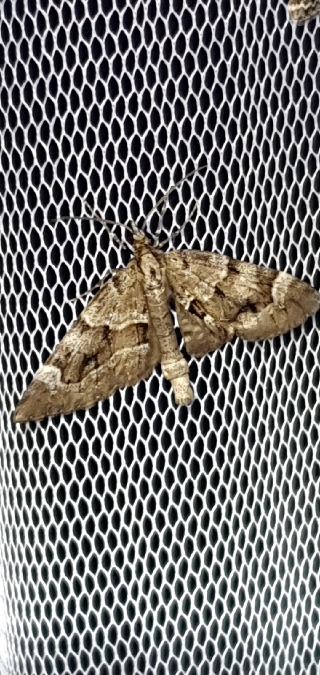 Epilobophora sabinata  - Melchior Viallet