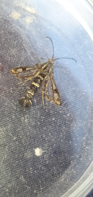 Chamaesphecia empiformis  - Melchior Viallet