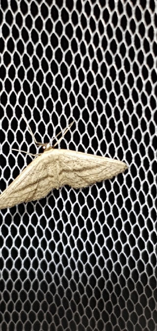 Idaea mediaria  - Melchior Viallet