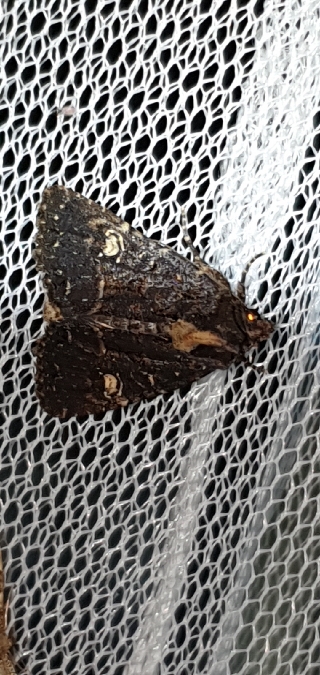 Mesapamea secalis / secalella  - Melchior Viallet