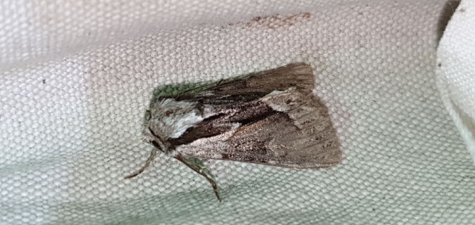 Hyppa rectilinea  - Melchior Viallet