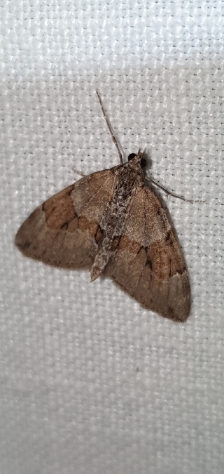 Thera obeliscata  - Melchior Viallet