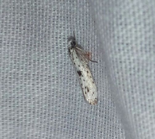 Yponomeuta plumbella  - Thomas Lux