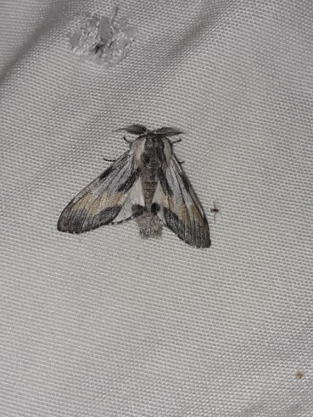 Notodonte de Milhauser  - Sylvain Lethuillier