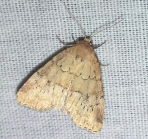 Photedes minima  - Thomas Lux