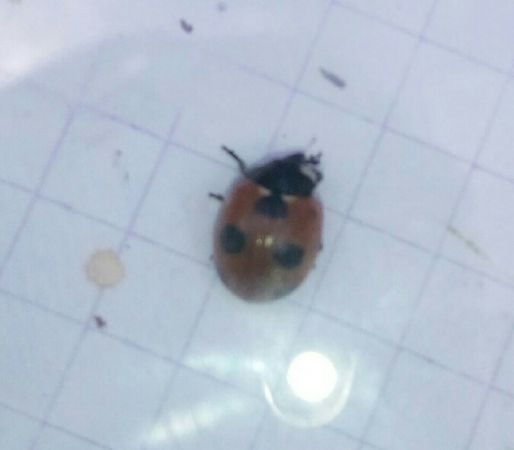 Coccinella magnifica  - Thomas Lux
