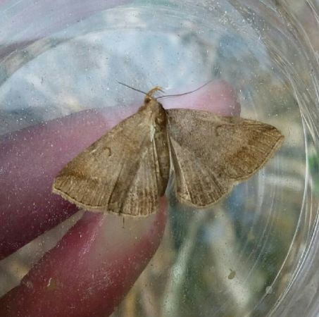 Zanclognatha lunalis  - Thomas Lux
