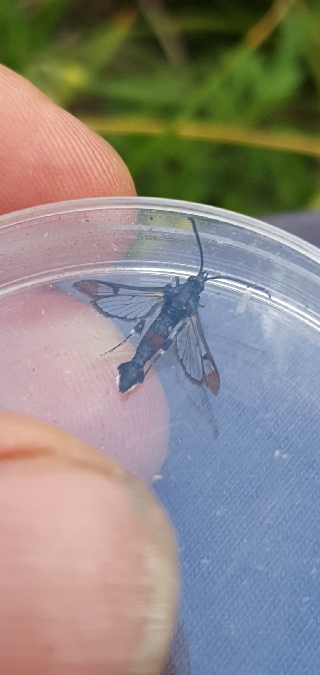 Synanthedon formicaeformis  - Melchior Viallet