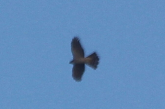 Epervier d'Europe  - Adam Olszewski