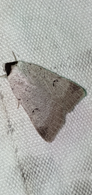 Lygephila craccae  - Melchior Viallet