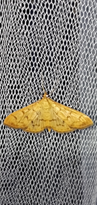 Pleuroptya balteata  - Melchior Viallet