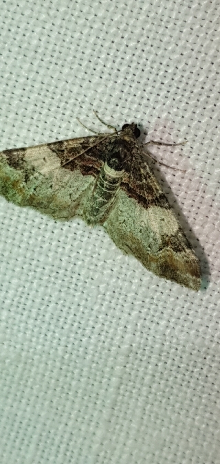 Catarhoe cuculata  - Melchior Viallet
