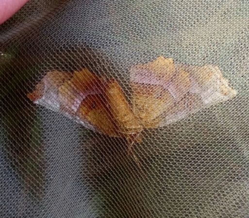 Selenia tetralunaria  - Thomas Lux