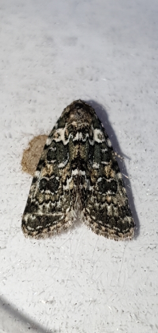 Bryophila domestica  - Melchior Viallet