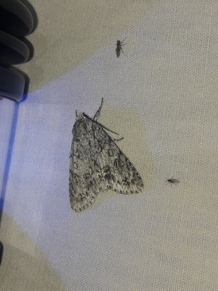 Acronicta aceris  - Sylvain Lethuillier