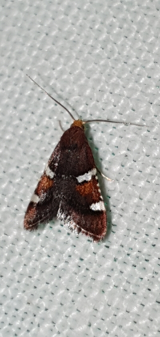 Pyralis regalis  - Melchior Viallet