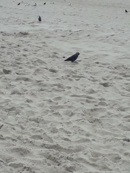 Kolkrabe  - Karol Łanocha