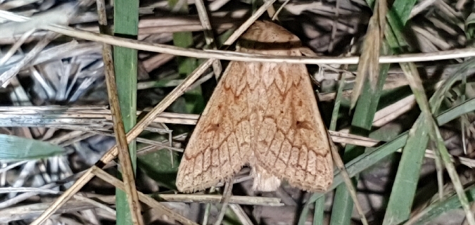Mythimna vitellina  - Melchior Viallet