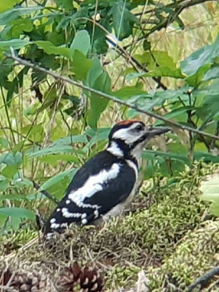 Buntspecht  - Krzysztof Sokołowski