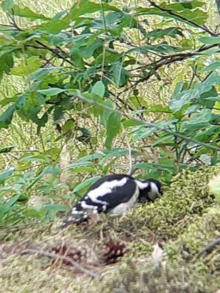 Buntspecht  - Krzysztof Sokołowski