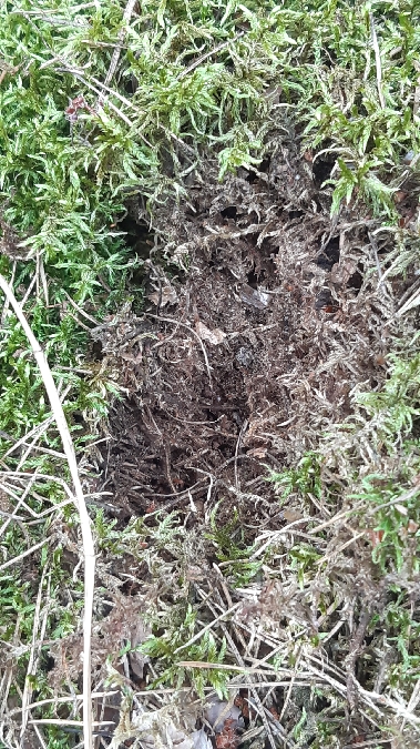 Pic épeiche  - Krzysztof Sokołowski